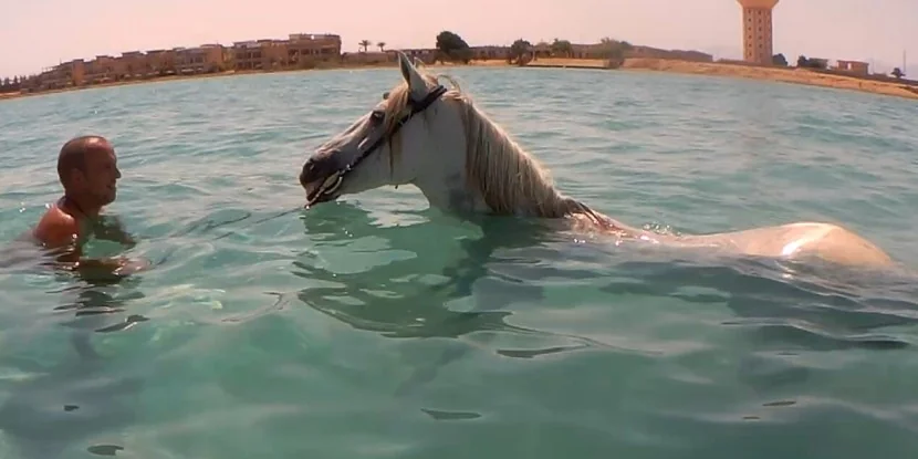 Private Horse riding 3 hours - Swimming with horse and sunset