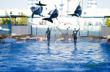 Dolphin Show  Dolphin World 