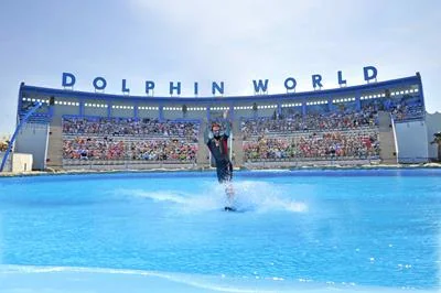 Dolphin Show  Dolphin World 